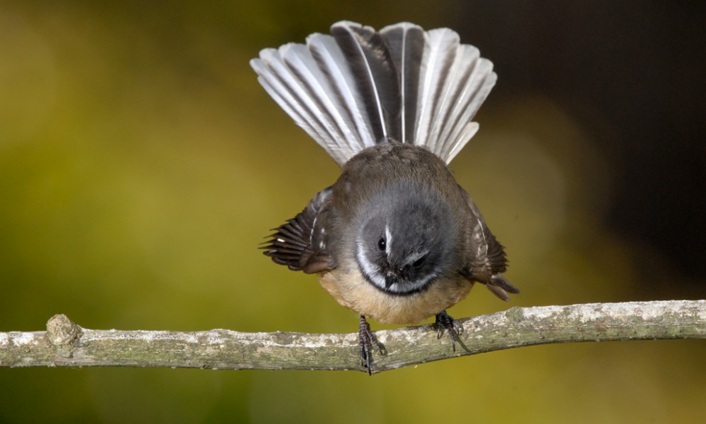 How to Identify New Zealand Birds Forest and Bird